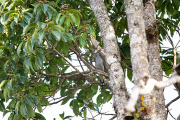 Black - winged Cuckoo Shrike