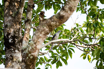 Black - winged Cuckoo Shrike