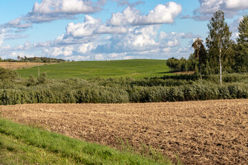 agricultural field after harvesting, bushes in wind, green pasture or meadof, blue sky with fluffy white couds, Latvian landscape in summer