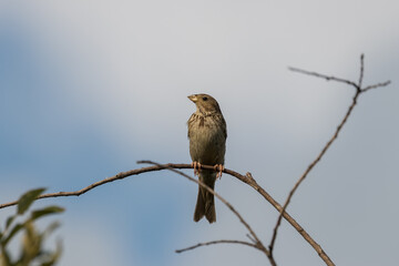 The corn bunting (Emberiza calandra) Emberiza calandra sits at the end of a twig. The bird on the top - the Barycz Valley