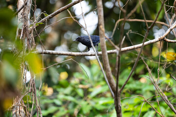 Blue - whistling Thrush