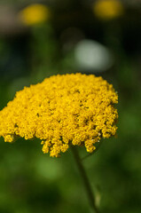 yellow flower 