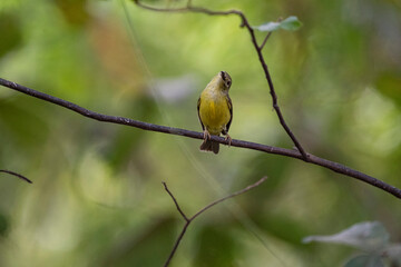 Fototapeta premium Brown - throated Sunbird