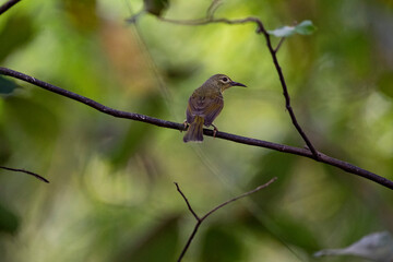 Brown - throated Sunbird