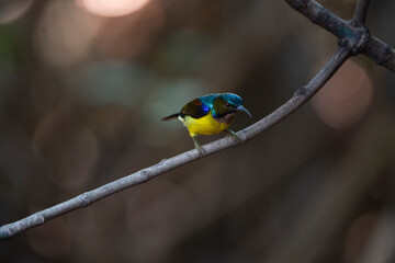 Brown - throated Sunbird