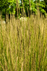 grass in a field
