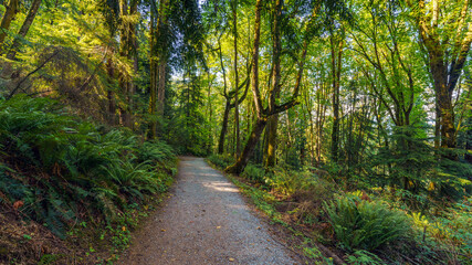 Hiking forest trail on Burnaby Mountain, BC - late summer