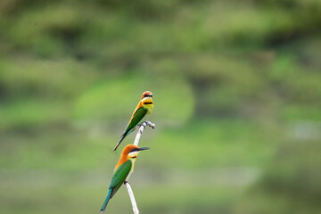Chestnut - headed Bee - eater