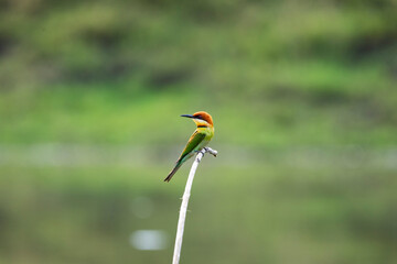 Chestnut - headed Bee - eater