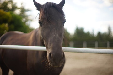 portrait of a brown horse grazes outdoor at autumn.