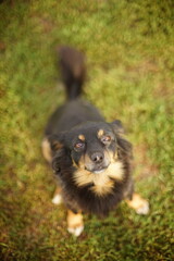 Happy black dog sits on green grass. Close up portrait of smilin