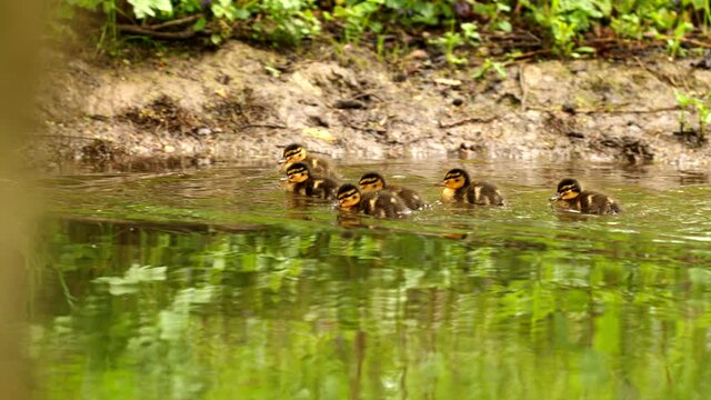cute ducklings swimming with mum duck