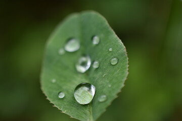 Gotas de lluvia sobre hojas