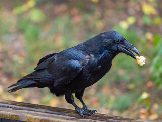 The black crow is eating. Close-up photo.