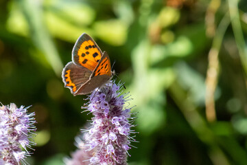 Lycaenidae / Benekli Bakır / / Lycaena phlaeas