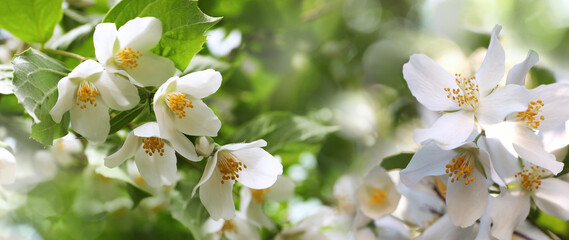 Beautiful white flowers of jasmine plant outdoors on sunny day, banner design. Bokeh effect