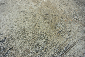 Print leaf pattern on cement vintage abstract background