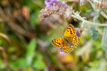 Lycaenidae / Orman Bakırı / / Lycaena virgaureae