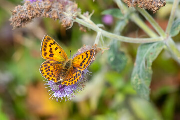 Lycaenidae / Orman Bakırı / / Lycaena virgaureae