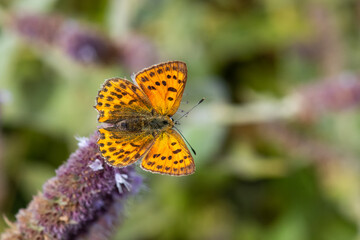 Lycaenidae / Orman Bakırı / / Lycaena virgaureae