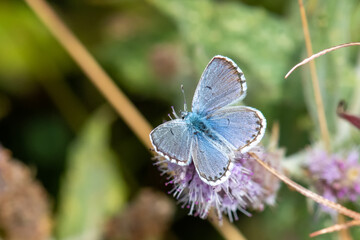 Lycaenidae / Himalaya Mavisi / / Pseudophilotes vicrama