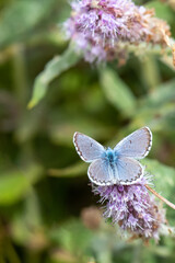 Lycaenidae / Himalaya Mavisi / / Pseudophilotes vicrama