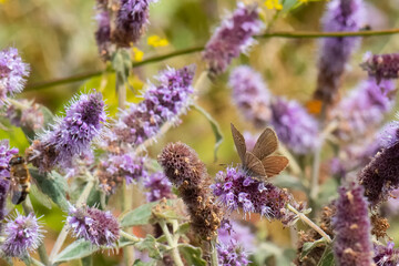Lycaenidae / Ripart`ın Anormal Çokgözlüsü / / Polyommatus ripartii
