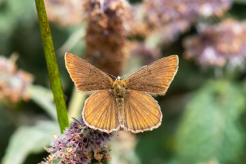 Lycaenidae / Ripart`ın Anormal Çokgözlüsü / / Polyommatus ripartii