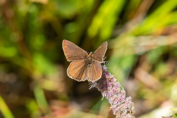Lycaenidae / Ripart`ın Anormal Çokgözlüsü / / Polyommatus ripartii