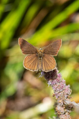 Lycaenidae / Ripart`ın Anormal Çokgözlüsü / / Polyommatus ripartii