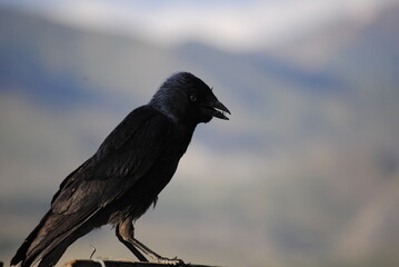 crow in wildlife