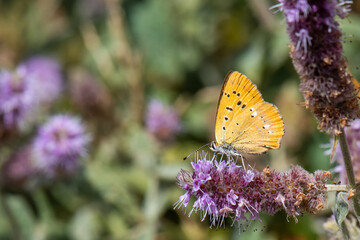 Lycaenidae / Orman Bakırı / / Lycaena virgaureae