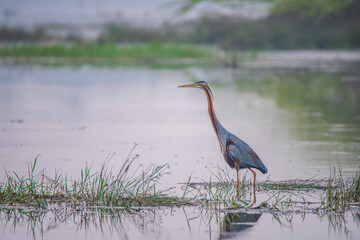Purple Heron,