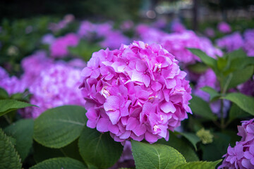 purple hydrangea flowers