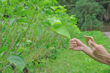 expert check mulberry planting quality with digital technology smartphone, selective focus