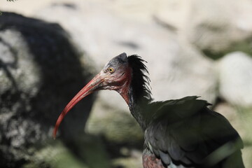 Waldrapp