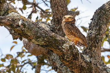 The Burrowing Owl or Luck owl hidden among the branches of a tree. Species Athene Cunicularia. The big yellow eyes of american owl. Bird lover. Birdwatching. Mimicry