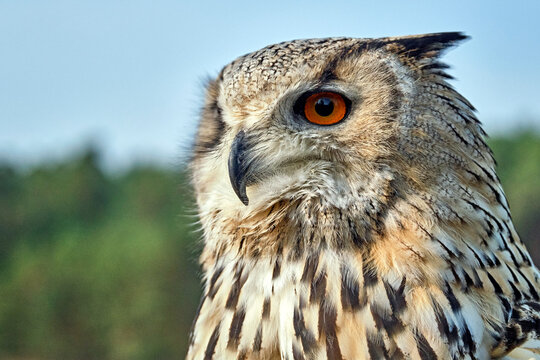 Sibirischer Uhu ( Bubo bubosibiricus ).