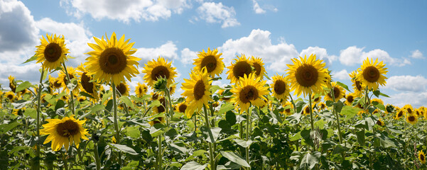 colorful sunflower feed, bright agricultural landscape