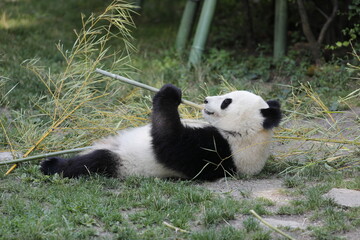 Naklejka na ściany i meble Panda frisst Bambus