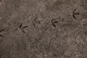 Texture of wet ground surface as background, top view