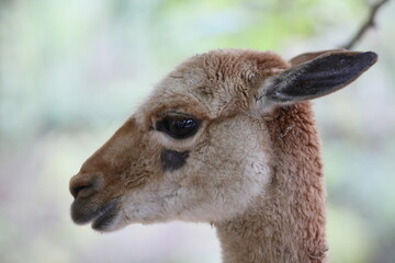 Alpaca