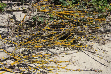 Bare branches of wild cherry trees on a sand dune at the Baltic Sea