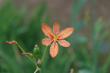 red and yellow flower