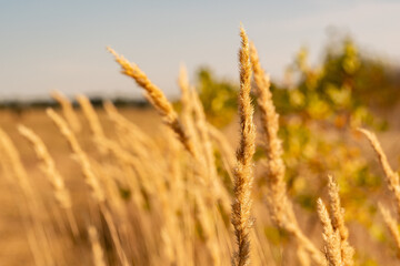 Fototapeta premium golden spikelets of grass, swaying in the wind, under the sun.