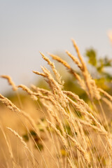 Obraz premium golden spikelets of grass, swaying in the wind, under the sun.