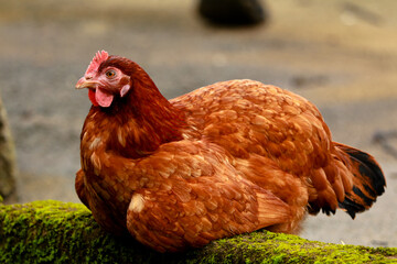 Close up shot of a brown color hen chicken from a farm house