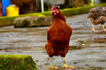 Close up shot of a brown color hen chicken from a farm house