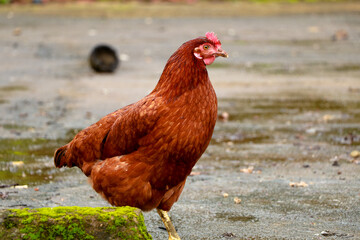 Close up shot of a brown color hen chicken from a farm house