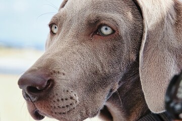 close up of a dog 02